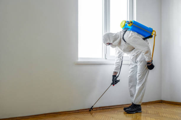 Best Flea Control Services  in Russellville, KY