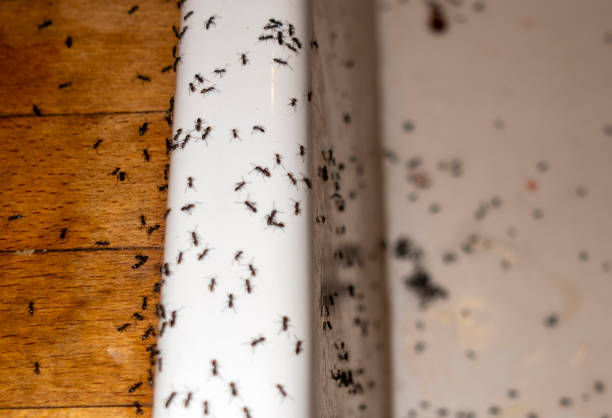 Best Pest Inspection Near Me  in Russellville, KY